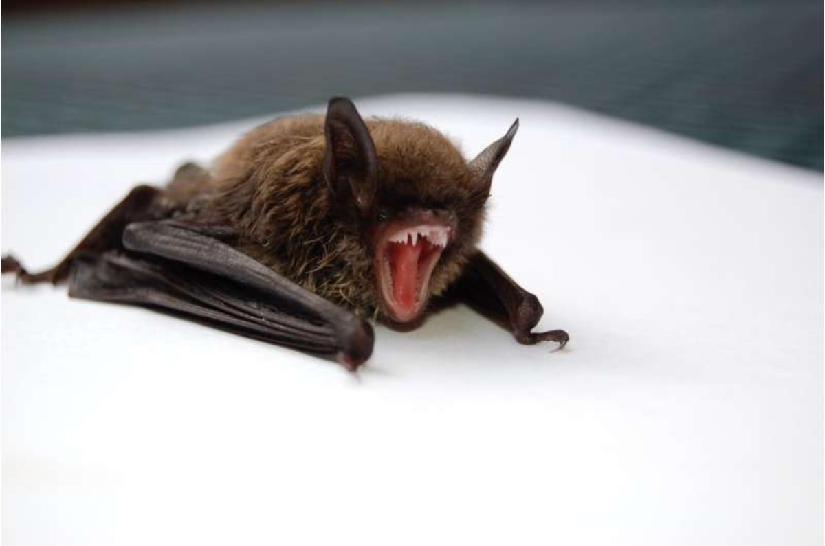 bat-coronavirus (1)