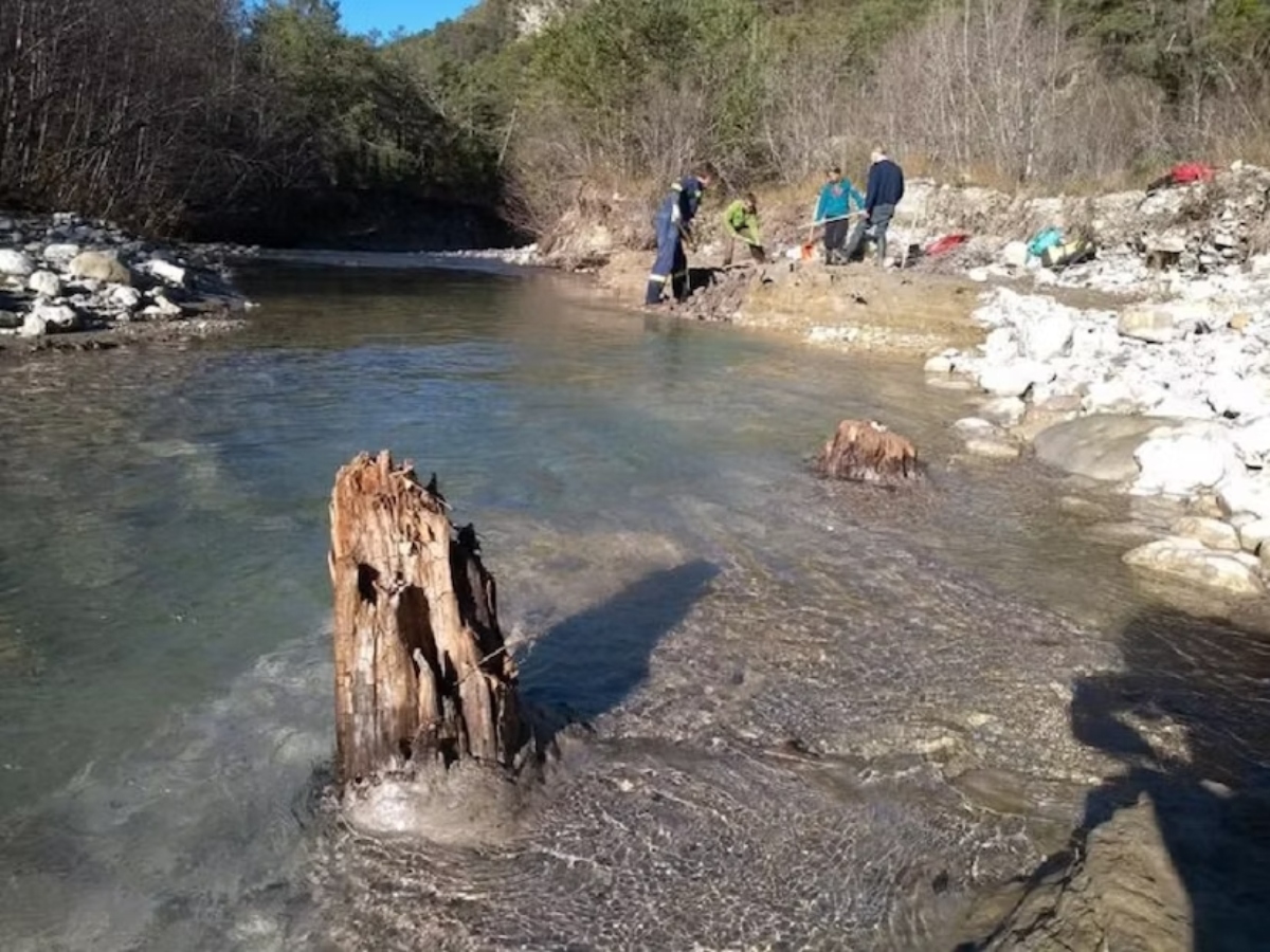 Μελέτη: Η ισχυρότερη ηλιακή καταιγίδα άφησε τα ίχνη της στους δακτυλίους των δέντρων