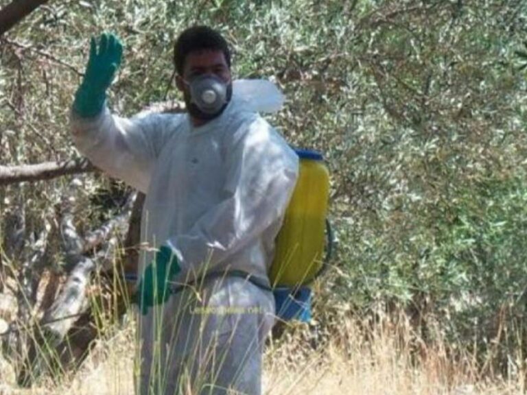 Διενέργεια δολωματικού ψεκασμού για τον δάκο στον δήμο Τεμπών