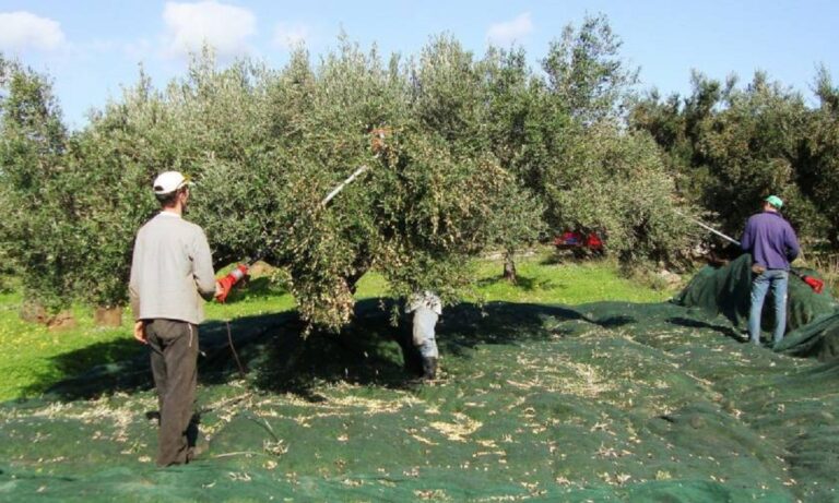 Μεσολόγγι: Έφτιαξαν “συνεργείο” και μάζευαν ξένες ελιές, όμως πιάστηκαν στα πράσα και οδηγούνται στον εισαγγελέα