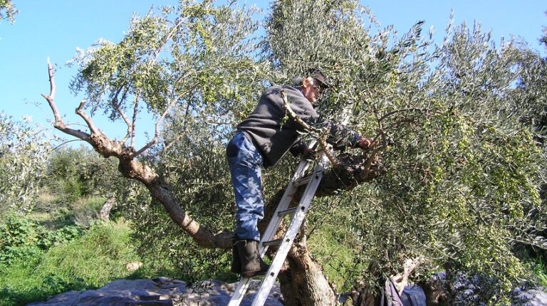 Ηράκλειο: Οι “χρυσές” τιμές του ελαιολάδου φέρνουν εταιρείες security και μικροτσίπ στα λιόφυτα