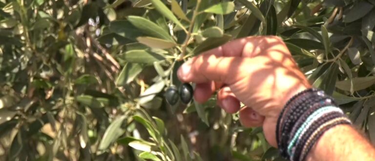 Ηράκλειο: Με GPS Trackers στις ελιές προσπαθούν οι παραγωγοί να προστατεύσουν τη σοδειά τους