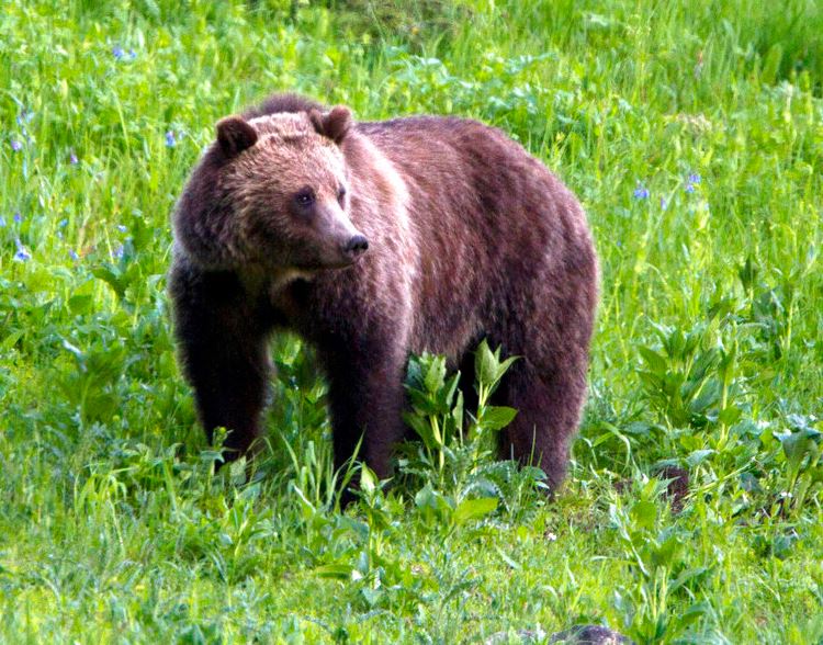 grizzly_bear