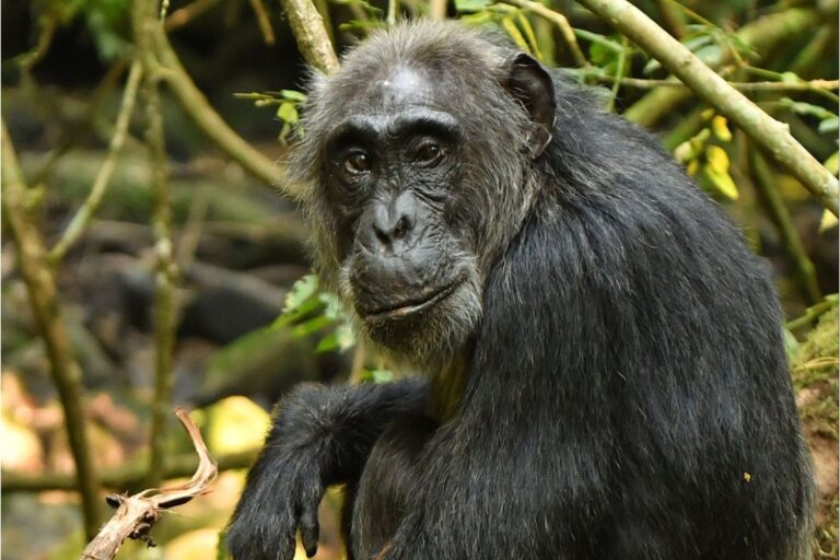 Οι θηλυκοί χιμπατζήδες περνούν εμμηνόπαυση, όπως διαπιστώνει νέα μελέτη