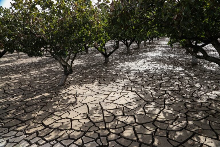 ΕΛΓΑ: Το χρονοδιάγραμμα πληρωμών στους αγρότες της Θεσσαλίας – Τροπολογία για αποζημιώσεις και ακατάσχετο πλημμυροπαθών