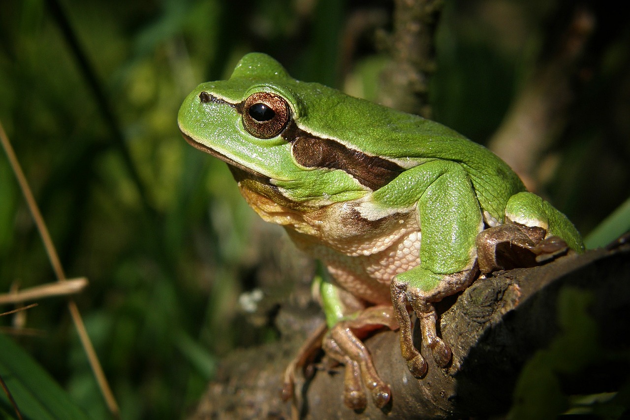 tree-frog-474949_1280