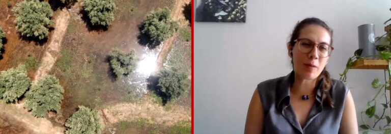 Γαργαλιάνοι: Παραγωγή ελαιολάδου με παράδοση πέντε γενεών