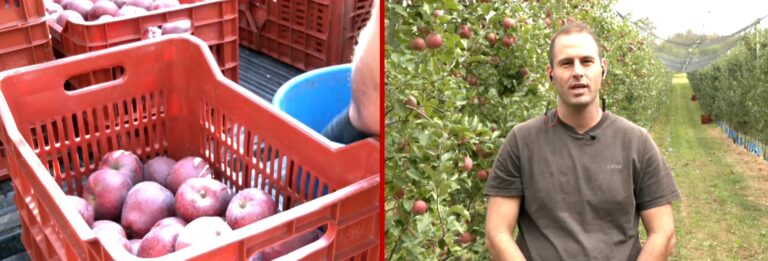 Ροδοχώρι Νάουσας: Συνεχίζεται η συγκομιδή των μήλων