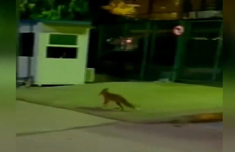 Τι κάνει η αλεπού στην… ΕΡΤ – Ένας απρόσμενος επισκέπτης στον κήπο του Ραδιομεγάρου (video)