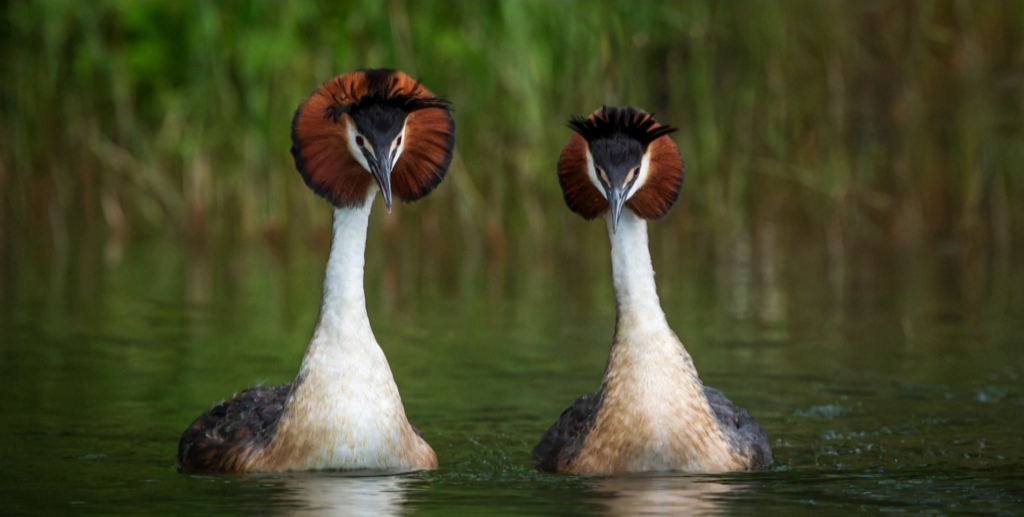Το περίεργο «πουλί που ξερνάει» ανακηρύχθηκε πουλί του αιώνα στη Νέα Ζηλανδία μετά την καμπάνια του Τζον Όλιβερ