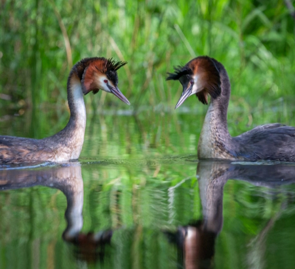 Το περίεργο «πουλί που ξερνάει» ανακηρύχθηκε πουλί του αιώνα στη Νέα Ζηλανδία μετά την καμπάνια του Τζον Όλιβερ