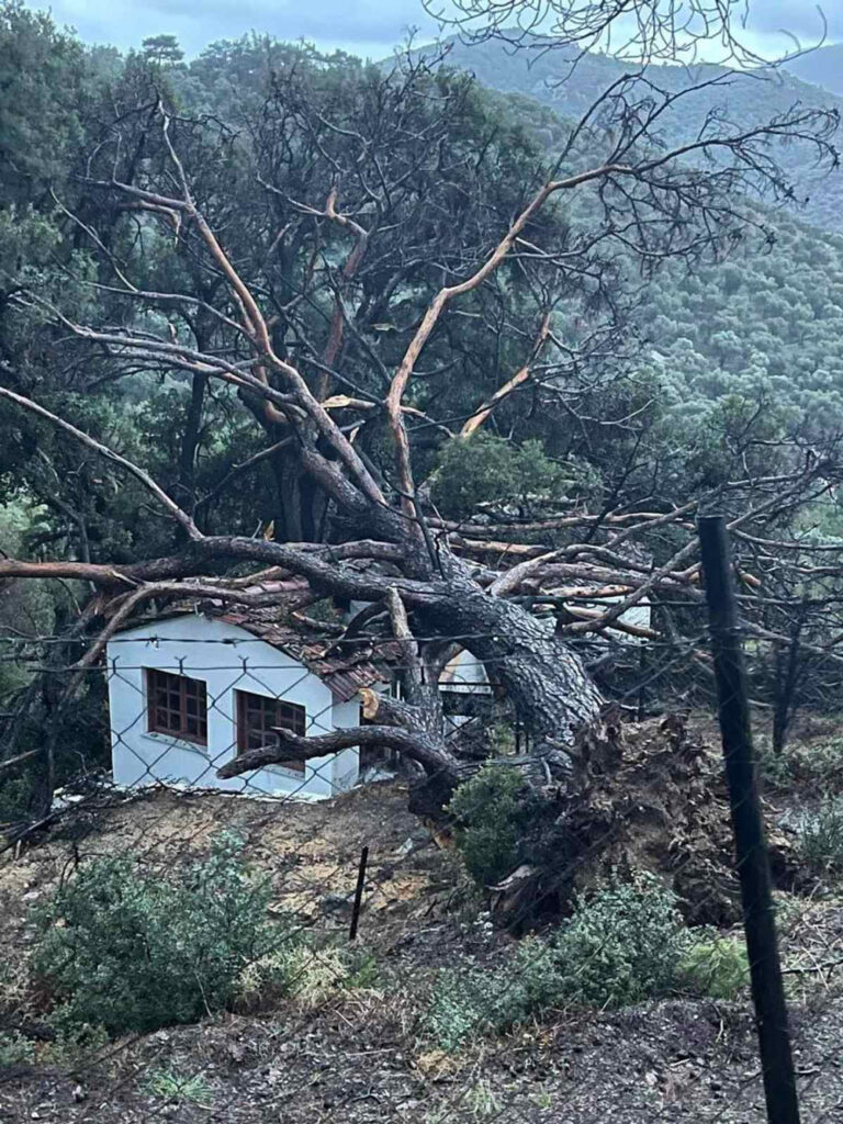 Λέσβος: Δείτε εικόνες από πτώσεις δέντρων και τις ζημιές που προκάλεσαν οι θυελλώδεις άνεμοι