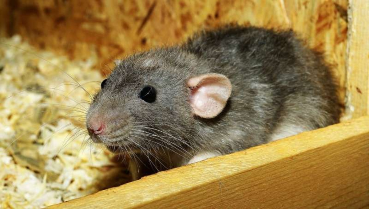 1-rat (1)