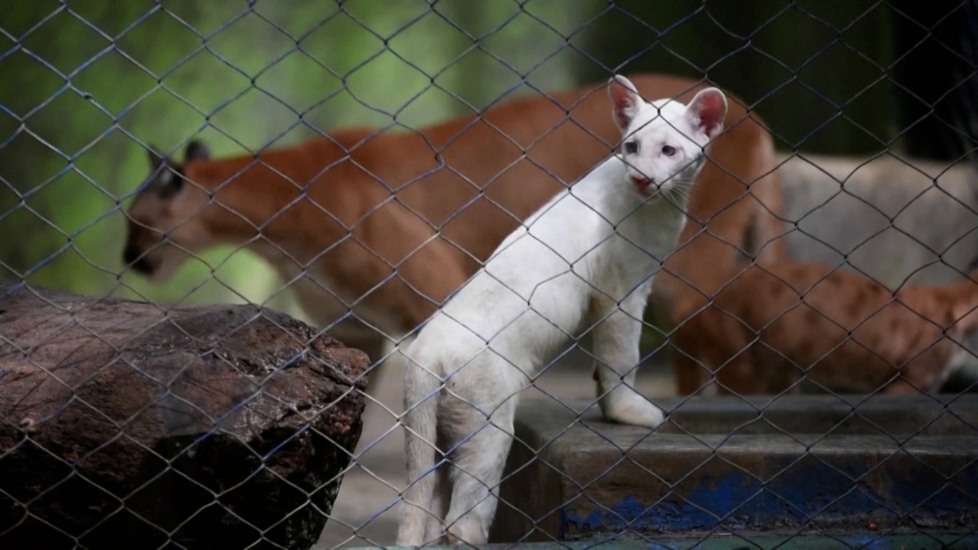 Βίντεο: Σπάνιο κουτάβι πούμα με αλμπινισμό κλέβει τις εντυπώσεις σε ζωολογικό κήπο στη Νικαράγουα