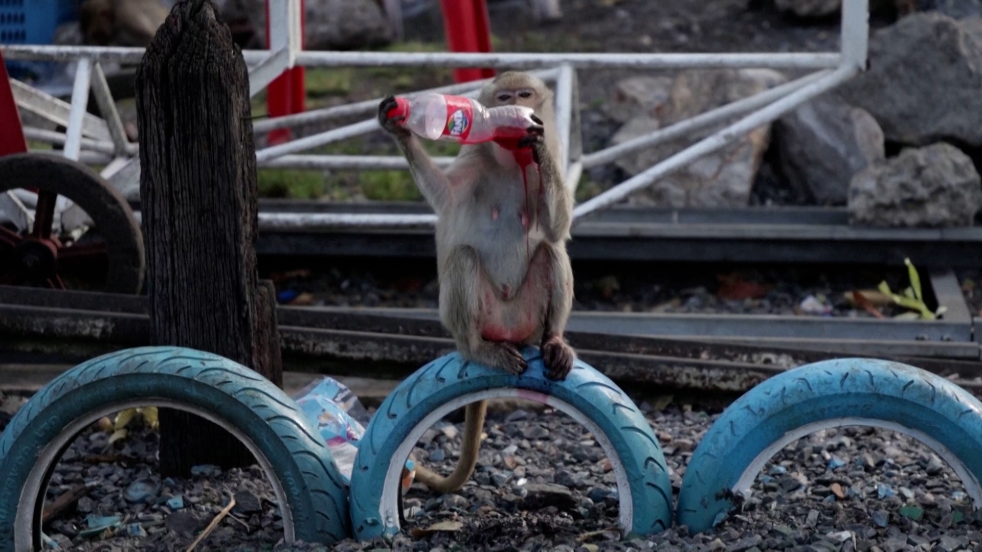 Βίντεο: Μαϊμούδες απόλαυσαν το ετήσιο τσιμπούσι ευγνωμοσύνης στην Ταϊλάνδη