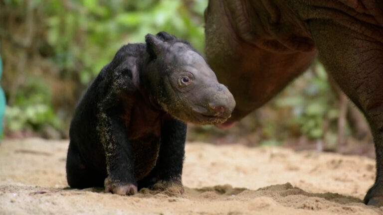 Βίντεο: Σπάνια γέννηση απειλούμενου ρινόκερου στην Ινδονησία (video)