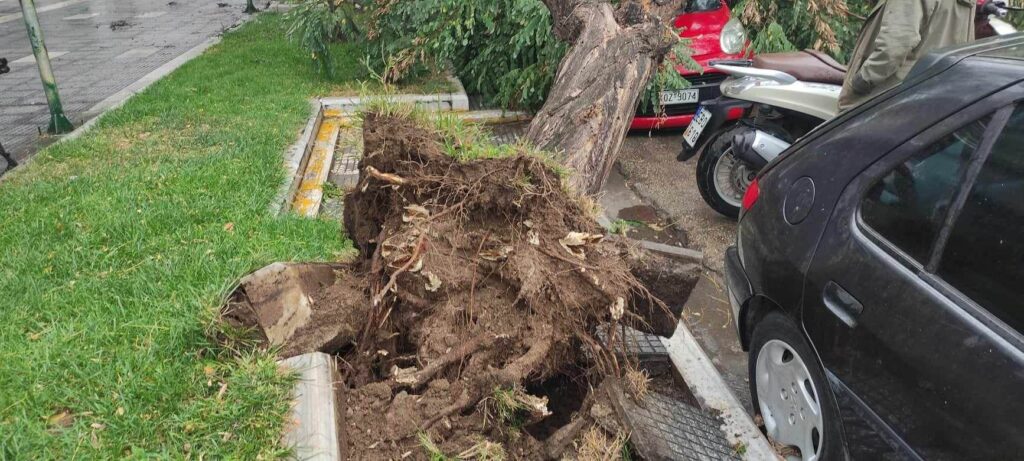 Ισχυροί άνεμοι 10 μποφόρ στην Αλεξανδρούπολη: Πτώσεις δέντρων και ζημιές σε αυτοκίνητα