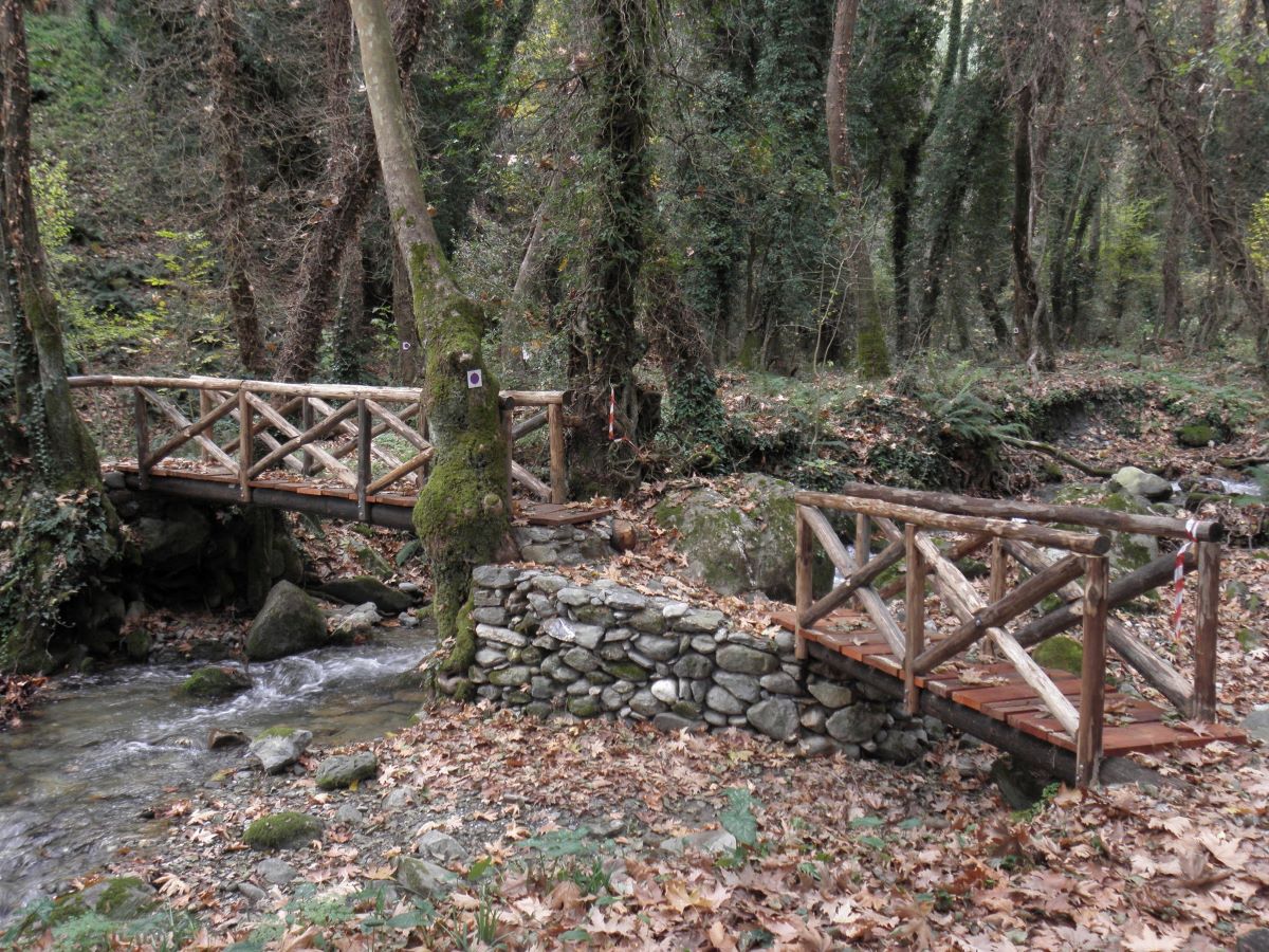 Εξόρμηση ΣΑΟΟ στη Φολόη