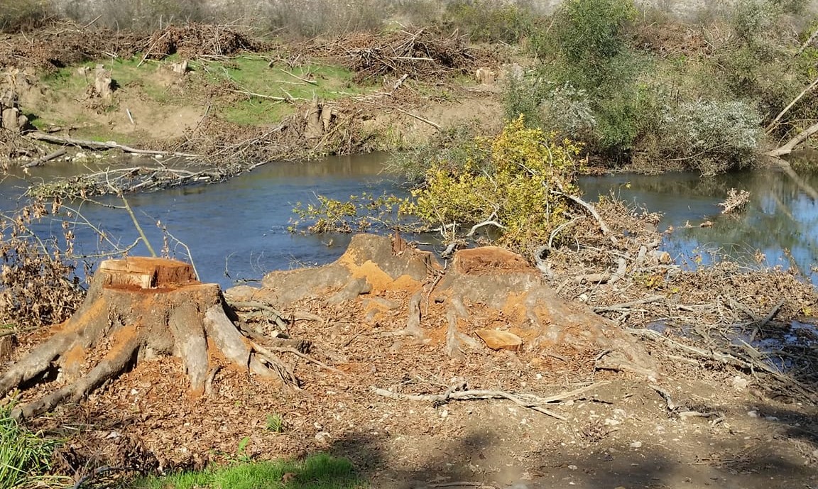 Σέρρες: Κινητοποιήσεις κατοίκων για την κοπή αιωνόβιων πλατανιών στον ποταμό  Αγγίτη - ertnews.gr
