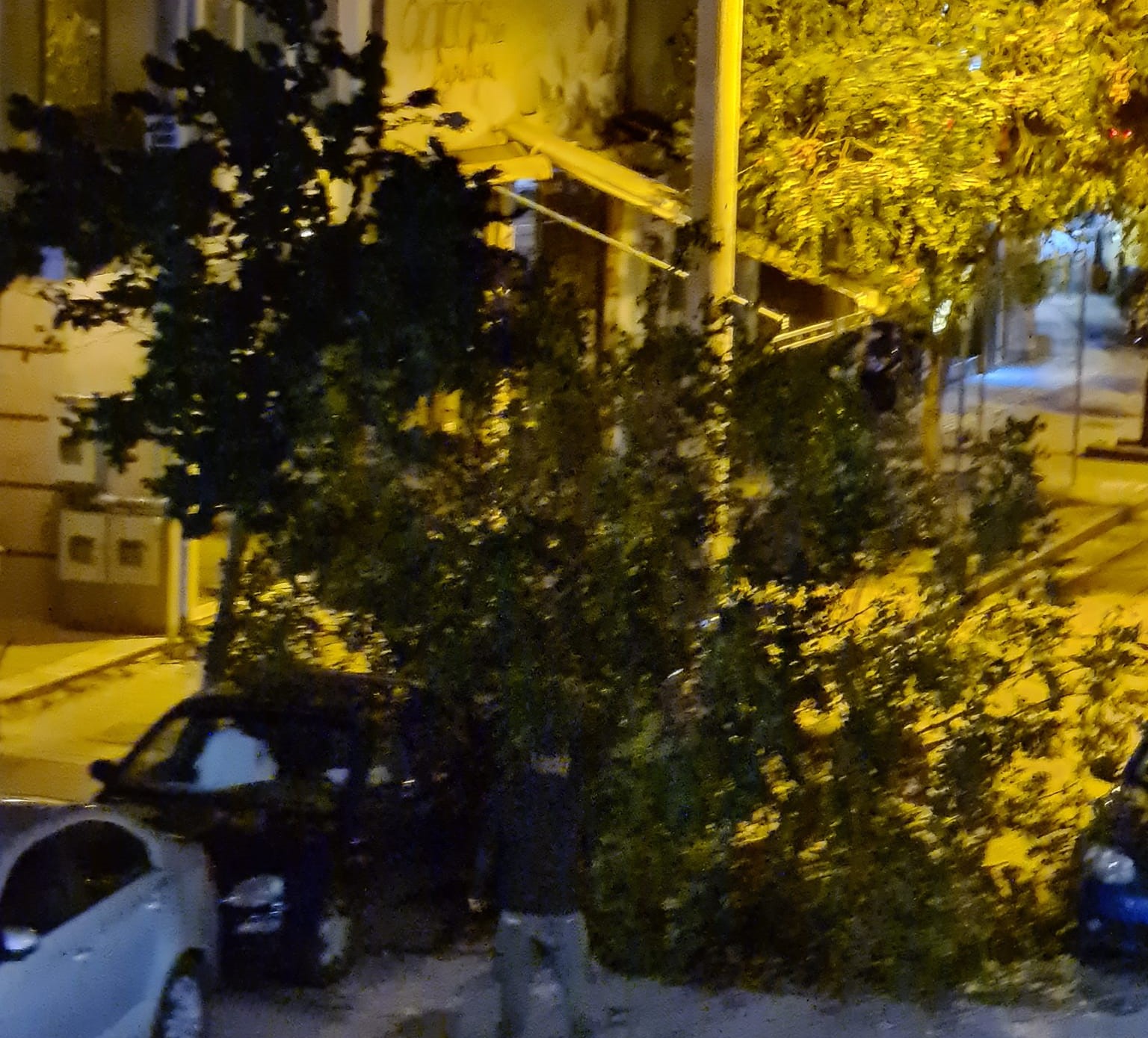 Σέρρες: Πτώση δένδρων από τους θυελλώδεις ανέμους