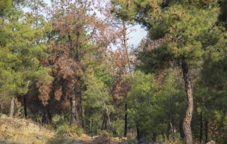 Θεσσαλονίκη: Αεροψεκασμοί στο περιαστικό δάσος του Σεϊχ Σου για τον περιορισμό της πευκοκάμπιας
