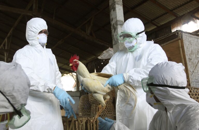 Ολλανδία: Εντοπίστηκε εξαιρετικά μεταδοτικό στέλεχος της γρίπης των πτηνών – Θανατώθηκαν 65.000 κοτόπουλα