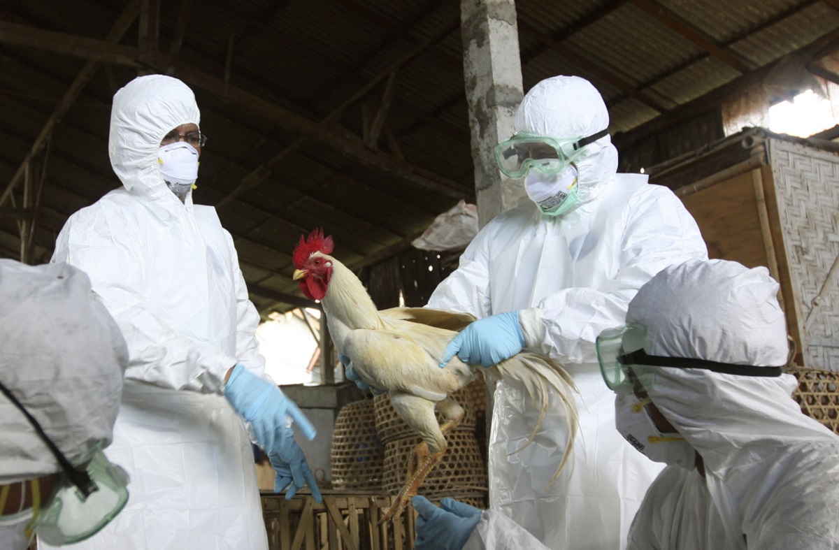 Ολλανδία: Εξαιρετικά μεταδοτικό στέλεχος της γρίπης των πτηνών υπεύθυνο για την θανάτωση 65.000 κοτόπουλων
