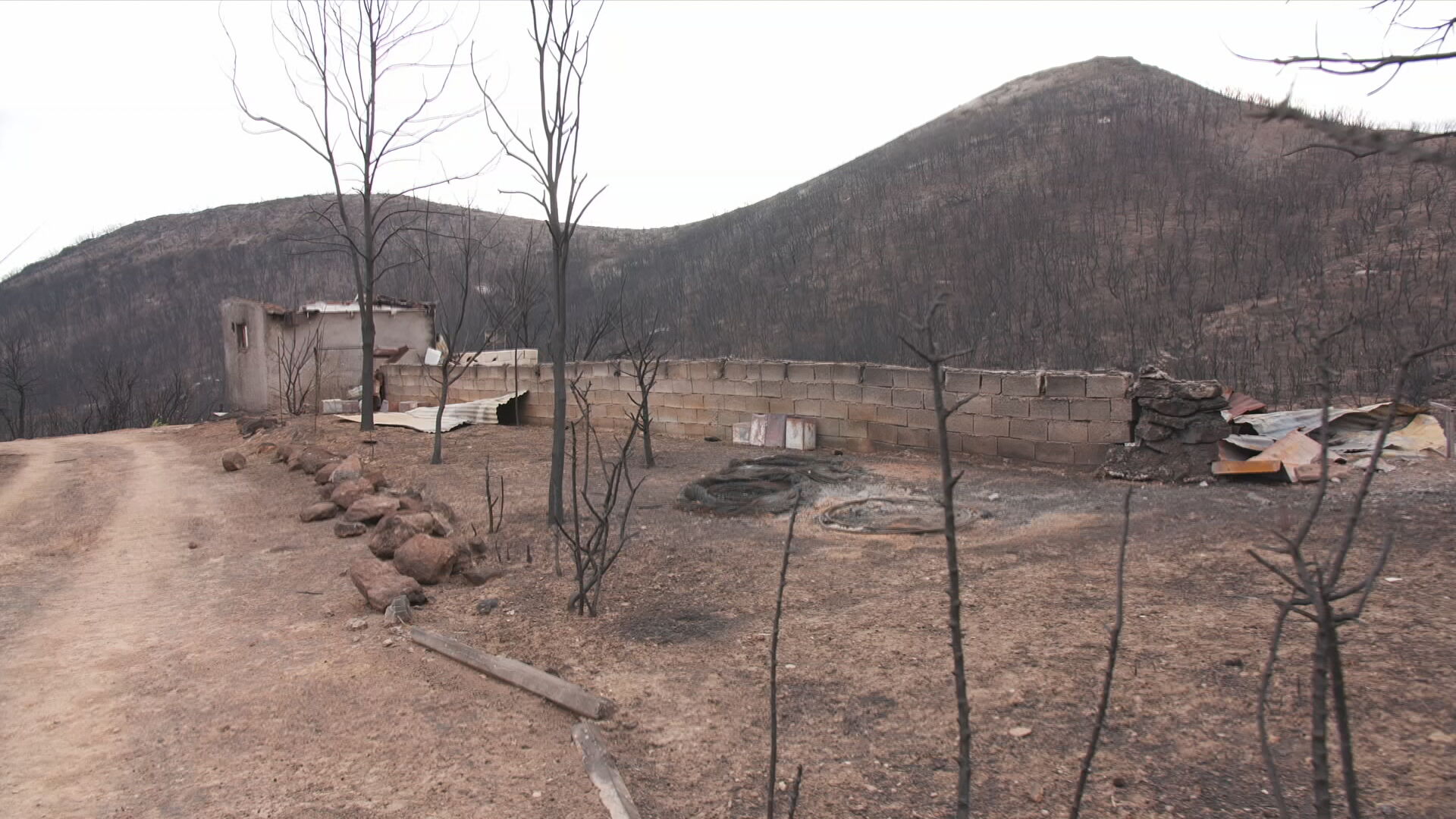 Πυρκαγιά στον Έβρο: Έρευνα της εκπομπής της ΕΡΤ «Φάσμα» για το πριν και το μετά της πύρινης λαίλαπας στο δάσος της Δαδιάς