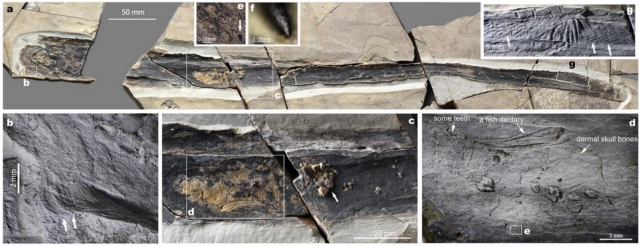 Ανακαλύφθηκαν απολιθώματα ψαριού ηλικίας 160 εκατομμυρίων ετών που ξέσκιζε τη σάρκα των θυμάτων του
