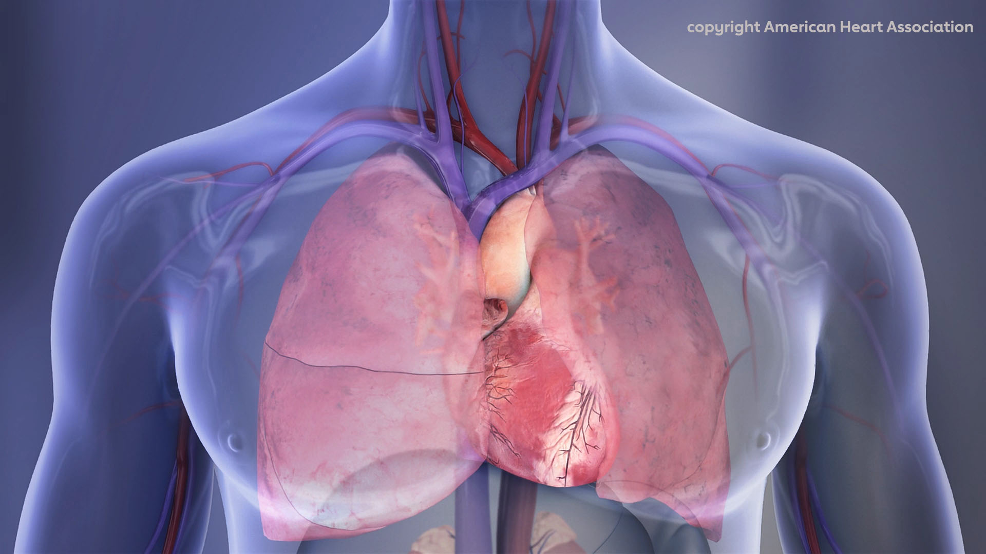 Heart+and+lungs+illustration