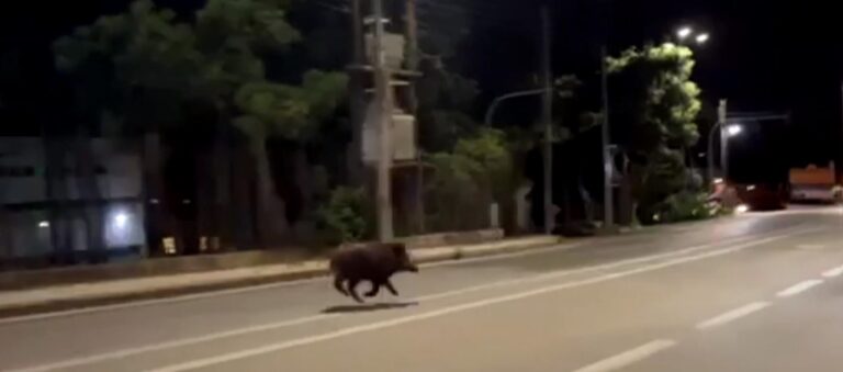 Εμφανίστηκαν και πάλι αγριογούρουνα στον αστικό ιστό της Θεσσαλονίκης