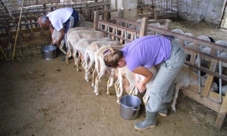 Όλο και πιο ακριβό πληρώνουν το γάλα οι καταναλωτές – Τι καταγγέλλουν οι κτηνοτρόφοι