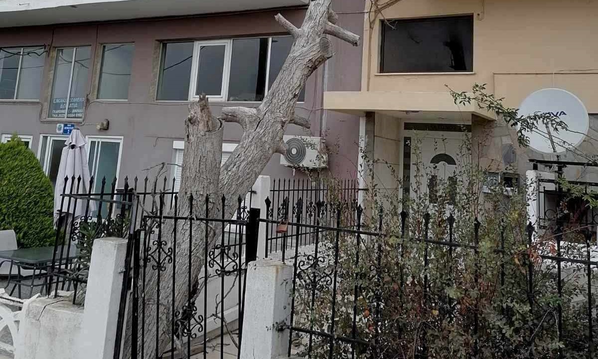 Πτώσεις δένδρων στην Αλεξανδρούπολη λόγω ισχυρών ανέμων