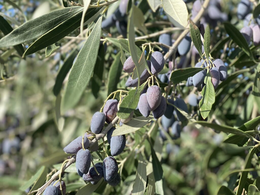 Τρίκορφο Μεσσηνίας: Κατακόρυφη μείωση στην παραγωγή της βρώσιμης ελιάς