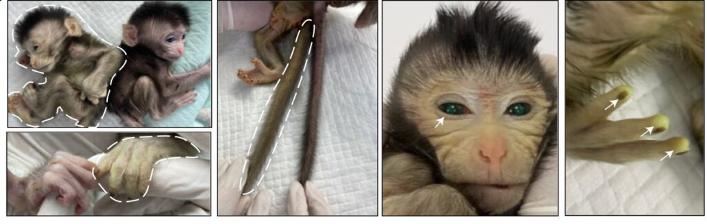 Δημιούργησαν ζωντανή χίμαιρα με βλαστοκύτταρα: Πίθηκος με μάτια και δάχτυλα που φωσφορίζουν