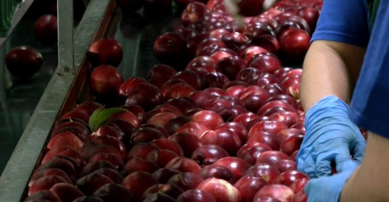 Παγκόσμια πρωτιά για την Ελλάδα: Στην κορυφή των εξαγωγών κομπόστας ροδάκινου