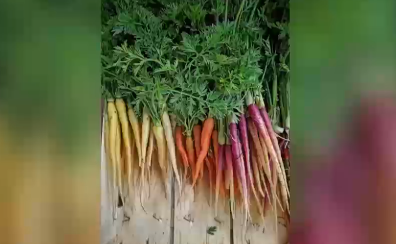 Πολύχρωμα λαχανικά για δημιουργικές κουζίνες – Tι λέει στην ΕΡΤ ο αγρότης που καλλιεργεί τα ξεχωριστά ζαρζαβατικά