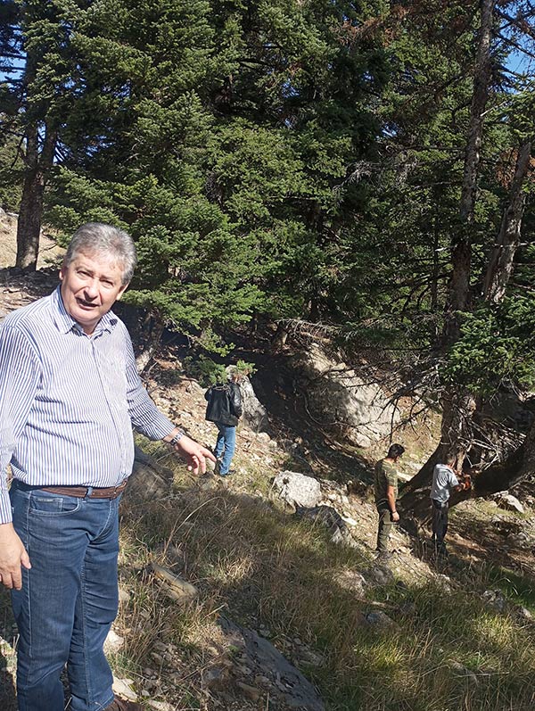 Αυτοψία στο ελατόδασος της Δίβρης