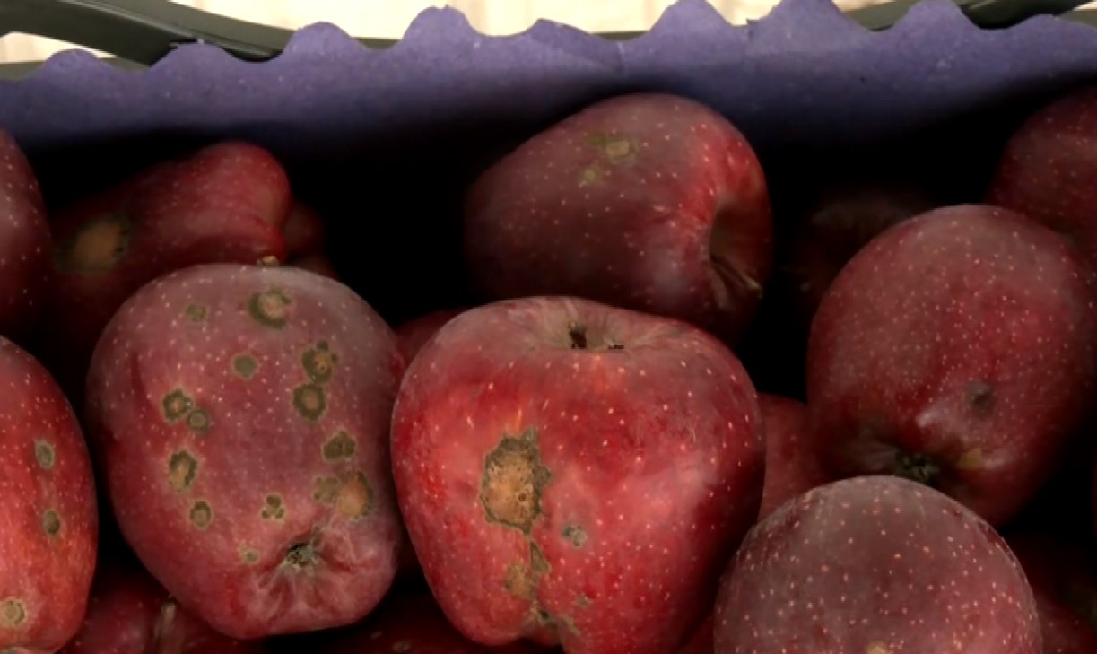 Πέλλα: Στο 56% η ζημιά από το φουζικλάδιο στα μήλα