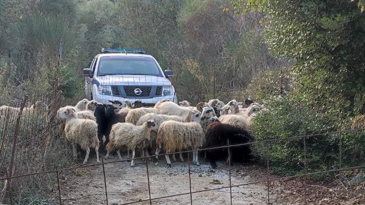 Χανιά: Κατασχέθηκαν 44 αδέσποτα ζώα που προκαλούσαν ζημιές σε περιουσίες