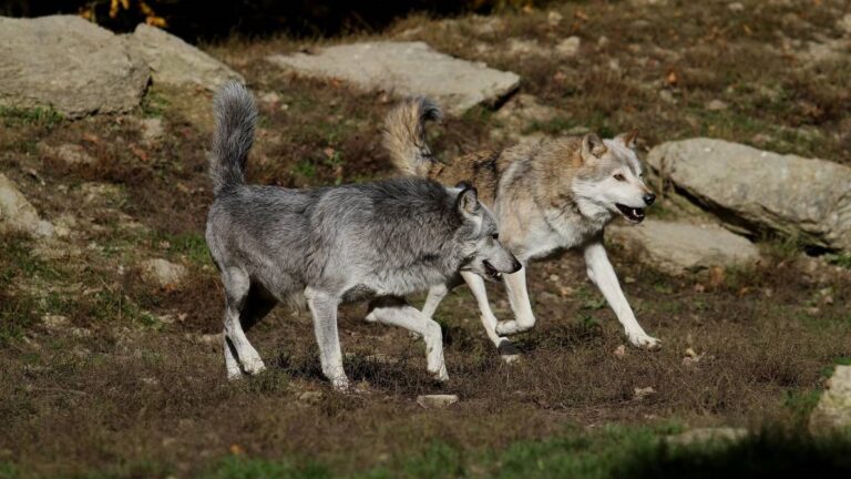 Λαμία: Οι λύκοι κατέβηκαν στα χωριά – Αντιδράσεις των κτηνοτρόφων – Τι λένε στον «Αρκτούρο»