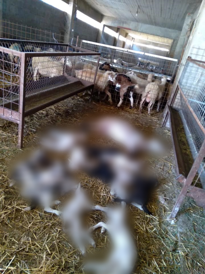 Αποτρόπαιες εικόνες με δεκάδες νεκρά πρόβατα σε ποιμνιοστάσιο στον Μυλοπόταμο Ρεθύμνου