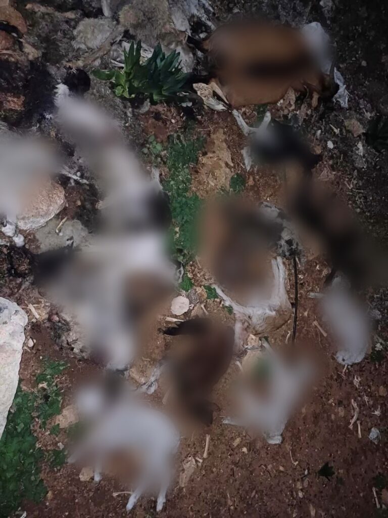 Αποτρόπαιες εικόνες με δεκάδες νεκρά πρόβατα σε ποιμνιοστάσιο στον Μυλοπόταμο Ρεθύμνου