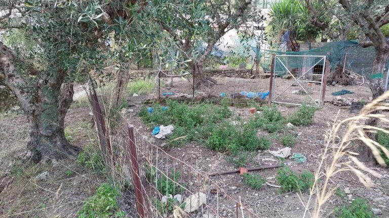Ζάκυνθος: Ανατροπή στην υπόθεση πυροβολισμού σκύλου – Η ιδιοκτήτρια ζήτησε από τον ανιψιό της να σκοτώσει το ζώο (βίντεο)