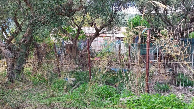 Ζάκυνθος αποκλειστικό: Δύο προσαγωγές για τον θανάσιμο πυροβολισμό σε σκύλο στο Μουζάκι