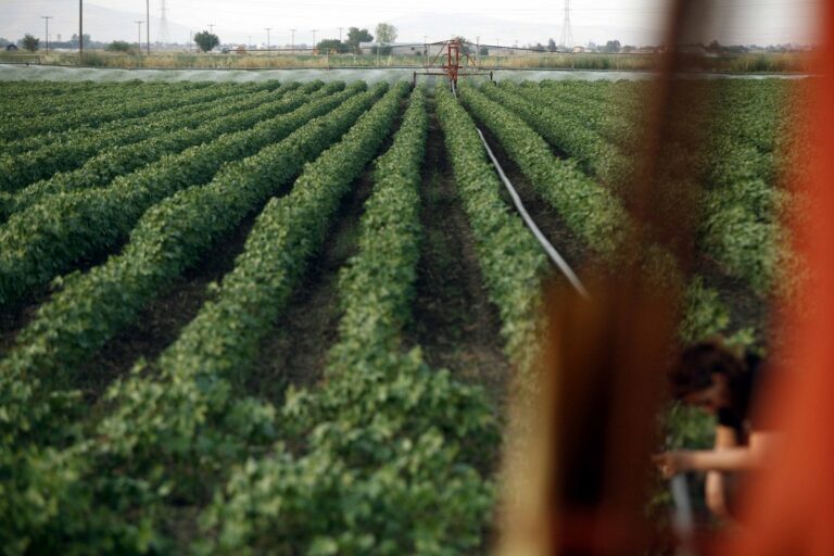 ΕΛΓΑ: Πληρωμές αποζημιώσεων ύψους 28 εκατ. ευρώ σήμερα