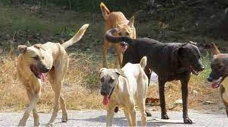 Κοζάνη: Μαζικές στειρώσεις στο Δημοτικό Κτηνιατρείο Κοζάνης στις 10-12 Νοεμβρίου