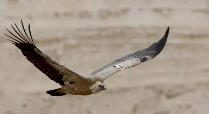 Birds of prey help Israel search for victims of Hamas attack