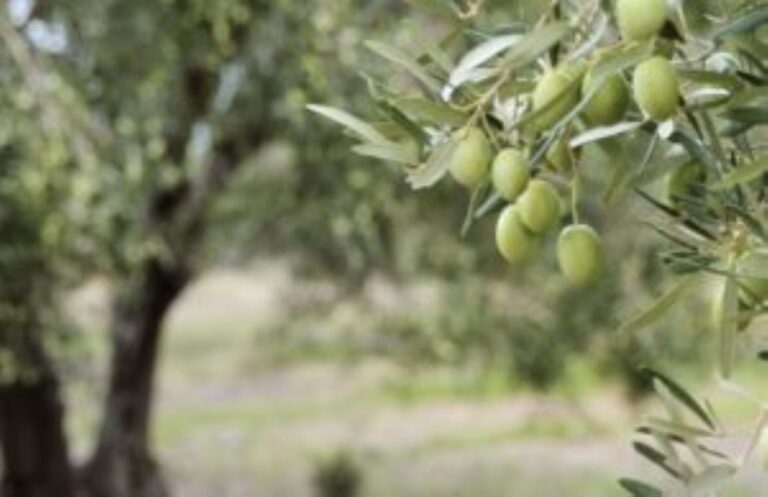 Καβάλα: Έκλεψαν τρεις τόνους ελιές