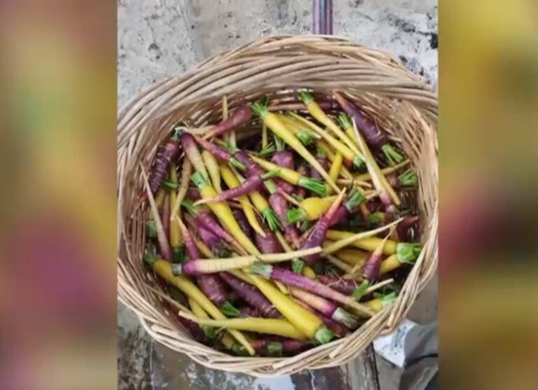 Πολύχρωμα λαχανικά για δημιουργικές κουζίνες – Tι λέει στην ΕΡΤ ο αγρότης που καλλιεργεί τα ξεχωριστά ζαρζαβατικά